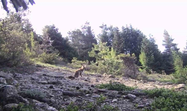 Karabük'te yaban hayvanlar fotokapana yakalandı