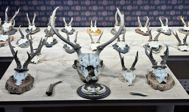 Karaca ve geyik trofesi kaçakçılığı operasyonu