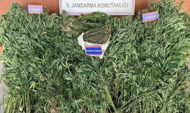 Karaman'da yetiştirdiği keneviri satmaya çalışan 1 kişi tutuklandı