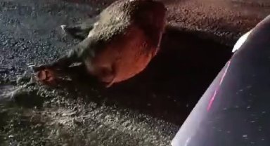 Karayoluna çıkan domuz kazaya neden oldu