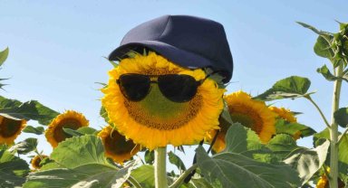 Kars'ta ayçiçeği tarlaları çiçek açtı