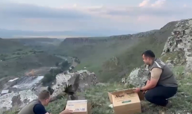 Kars'ta tedavileri tamamlanan Karaçaylaklar doğal ortama bırakıldı