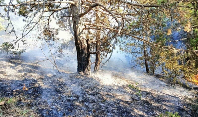 Kastamonu'da çıkan orman yangını büyümeden söndürüldü