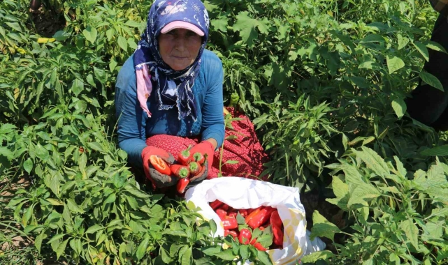 Kavurucu sıcakta acı hasat, ellerini yüzlerine süremiyorlar