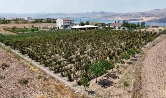 Kayserililer böğürtleni dalında yiyor
