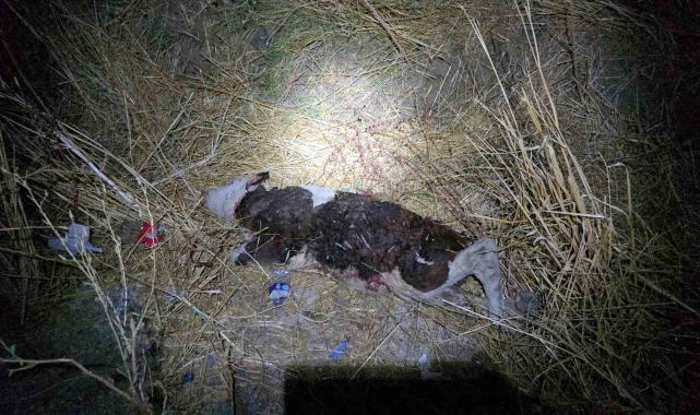 Kazada savrulan ineğe başka bir araç daha çarptı: 1'i ağır 3 yaralı