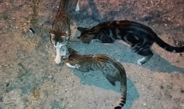 Kedilerin yılanla imtihanı