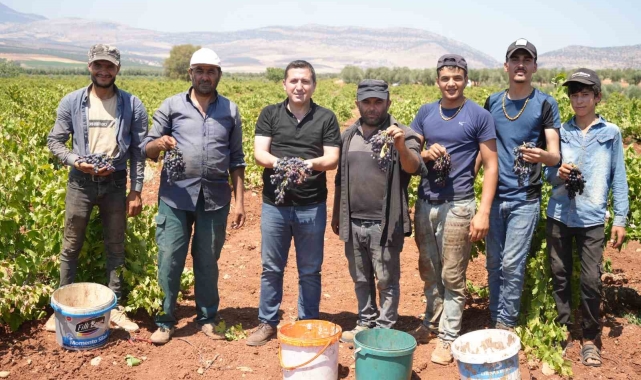 Kilis'te sınırın sıfır noktasında üzüm hasadı başladı