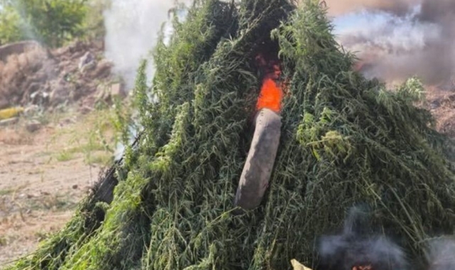 Kırklareli'nde ayçiçek tarlasında 575 bin 541 kök Hint keneviri imha edildi