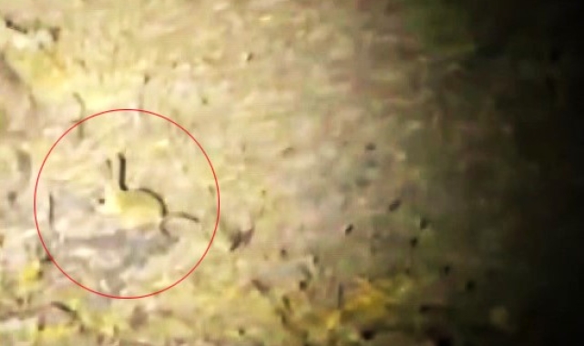 Kırmızı listede bulunuyor, Yozgat'ta görüntülendi