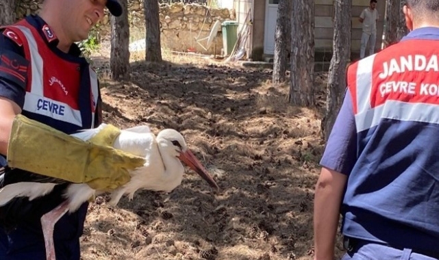 Konya'da yaralı leylek tedavi altına alındı