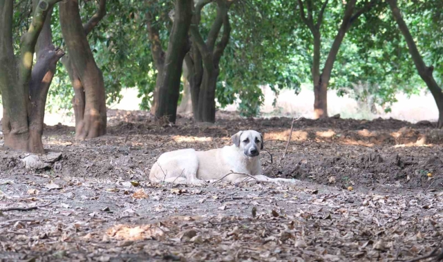 Köpeklerin çocuğu yaraladığı bahçede başıboş köpekler hala duruyor