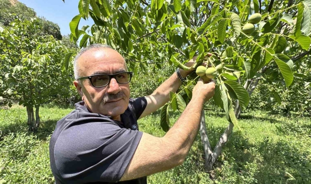 Kuru dağı 20 yıl içinde cevizli vadiye dönüştürdü