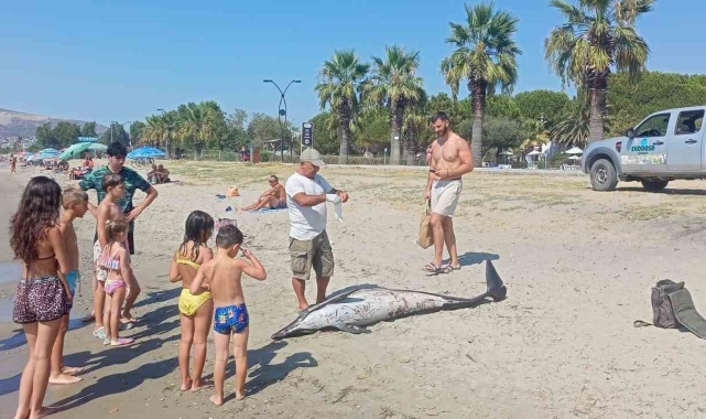 Kuşadası'nda ölü yunus sahile vurdu