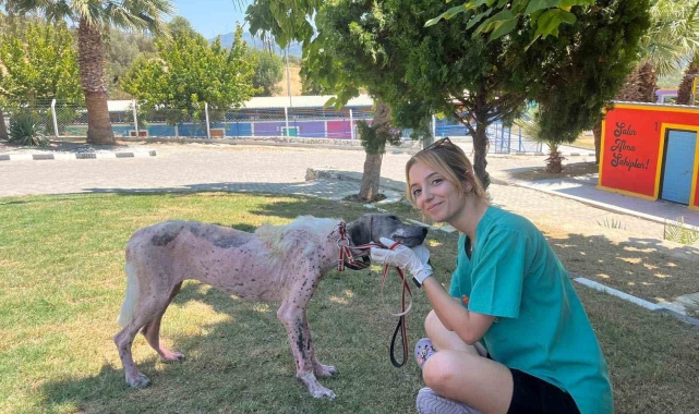 Kuşadası'nda orman yangınından kurtarılan köpek sağlığına kavuştu