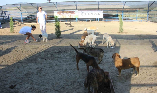 Kuşadası'nda sokak köpekleri için özel barınak