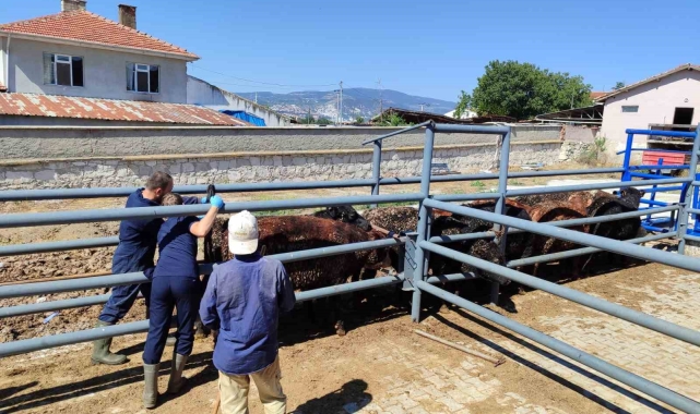 Kütahya'ya Uruguay ve Brezilya'dan getirilen besilik sığırlar kontrol edildi