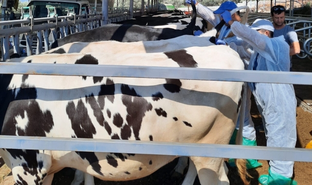 Kuyucak'ta hayvan sağlığı için kan örnekleri alındı