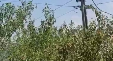 Leylek yuvası cayır cayır yandı