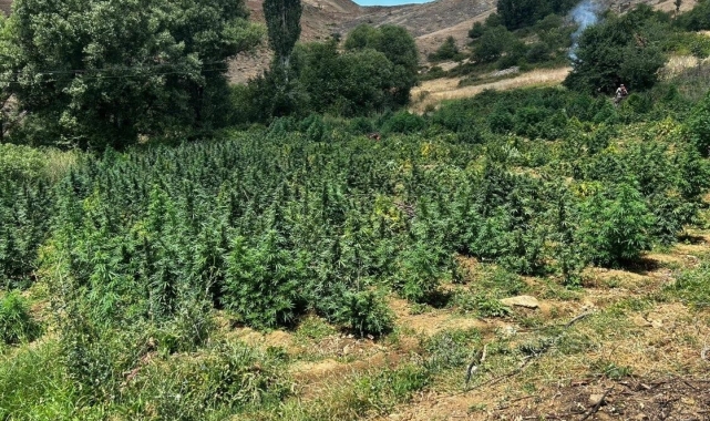 Lice'de 2 milyon 269 bin 200 kök kenevir ve skunk bitkisi imha edildi