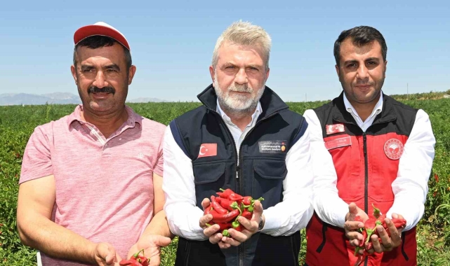 Maraş biberinde hasat dönemi başladı