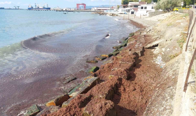 Marmara Denizi'nde kızıl yosun alarmı