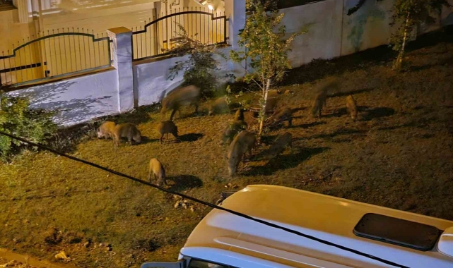 Marmaris'te yaban domuzları şehir merkezine indi