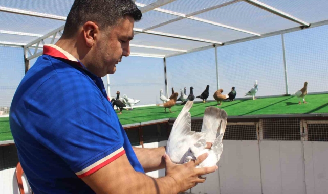 Memurluktan istifa etti, çocukluk hayalini gerçekleştirdi: Otomobil fiyatına güvercin satıyor