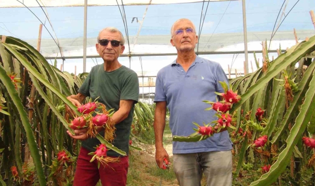 Mersin'de tropikal ejder meyvesinde hasat dönemi