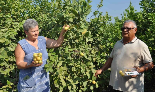 Mersin'de tropikal meyve guavanın hasadına başlandı