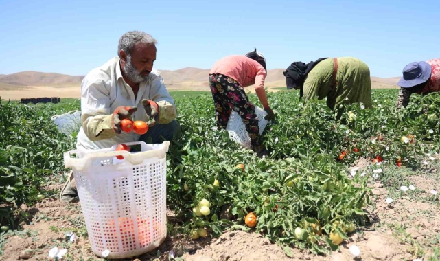 Mevsimlik işçilerin sıcak altına ekmek mücadelesi
