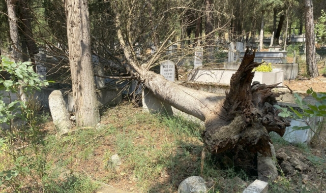 Mezarların üzerine devrilen ağaçları kaldırmayan belediyeye tepki