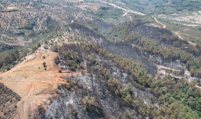 Milas'ta alevler yüzyıllık mirası yuttu; zeytinlikler kül oldu, gözyaşları sel