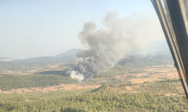 Milas'ta orman yangını
