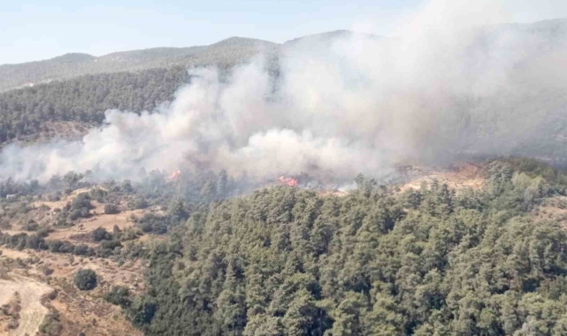 Milas'ta orman yangını