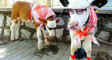 Muğla'da Buzağı Güzellik Yarışması'nda renkli görüntüler oluştu