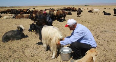 Muş Ovası'nda kadınlar değil erkekler sağım yapıyor