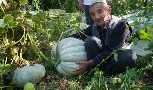 Muşlu çiftçi 50 kiloluk bal kabağı yetiştirdi