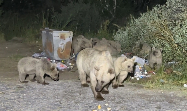 Nemrut'a pikniğe giden vatandaşlar ayı sürprizi ile karşılaşıyor