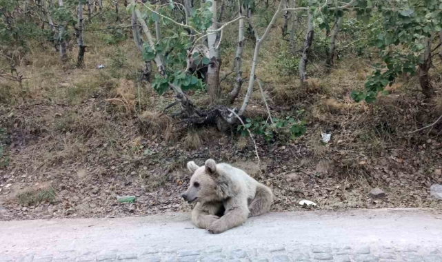 Nemrut'un ayıları vatandaşların ilgi odağı olmaya devam ediyor