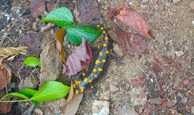 Nesli tehdit altındaki &#039;sarı benekli semender&#039; Hatay&#039;da görüldü