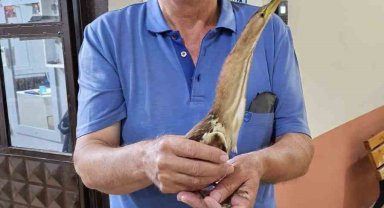 Nesli tükenmek üzere olan balaban kuşu bulundu