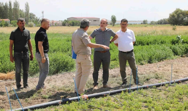 Niğde'de 'İpek' ismi verilen yeni yonca çeşidi geliştirildi