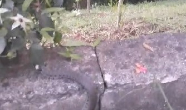 Oflu'nun yılanla imtihanı