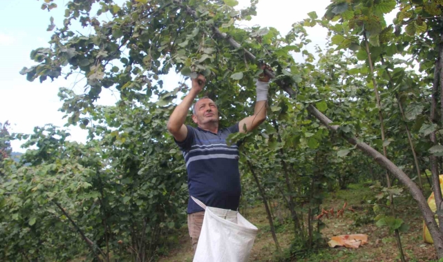 Ordu'da fındık hasadı başladı