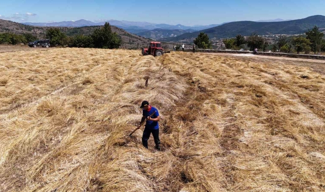 Ordu'da siyez buğday hasadı sevindirdi