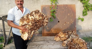 Ormanda 40 kilogramlık mantar buldu, 2 bin TL'ye sattı