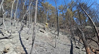 Ormanın yeşilliği yerini siyaha bıraktı