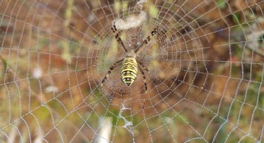 Örümceklerden sanat eseri gibi ağlar