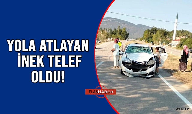 OTOMOBİLİN ÇARPTIĞI İNEK TELEF OLDU!